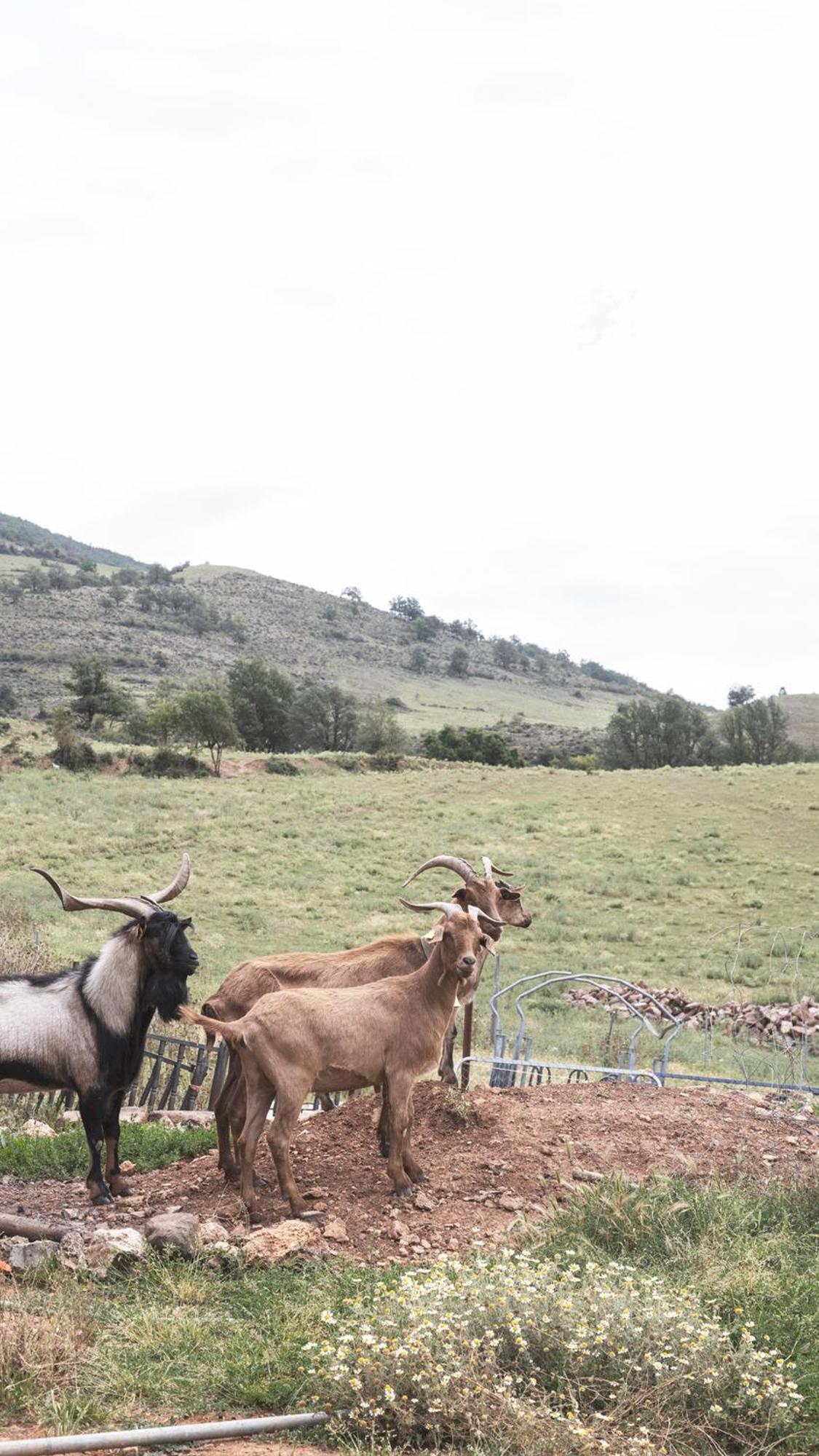 Apartamentos Turisticos Real Valle Ezcaray Сорракин Экстерьер фото